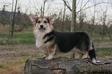 CORGI PEMBROKE 1432